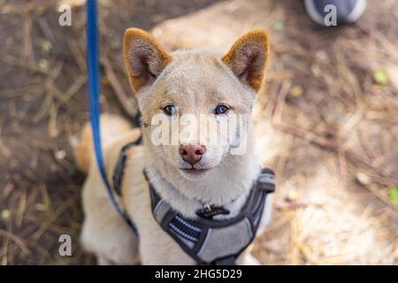 Der neugierige rote Shiba Inu-Welpe sitzt aus nächster Nähe von oben im Freien auf einem verschwommenen Waldboden mit Kopieplatz zu beiden Seiten. Stockfoto