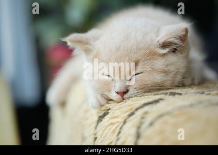 Nahaufnahme einer kleinen müden britischen Kurzhaar-Katze, die auf dem Sofa schlaft Stockfoto