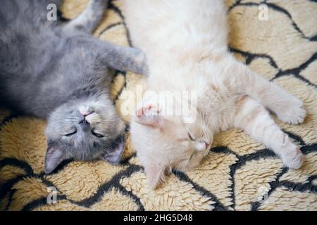 Draufsicht auf zwei müde Katzen, die auf der Decke nappen Stockfoto