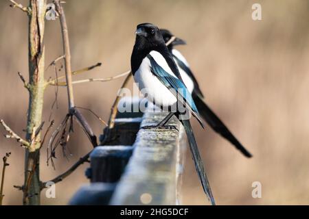 Zwei Elstern (Pica pica), Elstervögel auf einer Brücke, Großbritannien Stockfoto