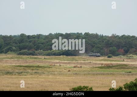 Eine Rothirse-Herde auf einem militärischen Trainingsgelände mit einem vorbeifahrenden Panzer Stockfoto