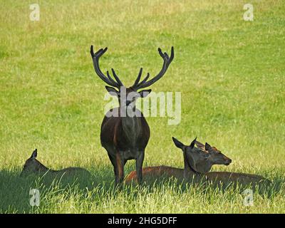 Rothirsch (Cervus elaphus) mit 12-Punkt-Geweihen als Teil einer großen Herde auf dem Landgut in Perthshire, Schottland, Großbritannien Stockfoto