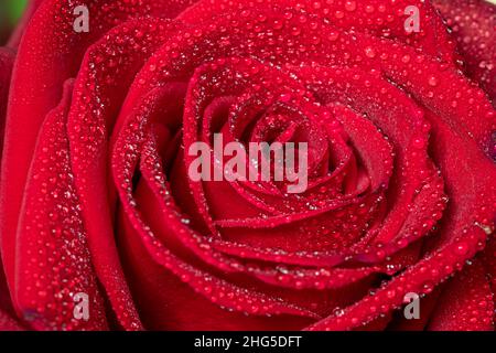 Makroaufnahme einer roten Rose, die mit Wassertröpfchen bedeckt ist Stockfoto