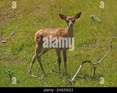 Rotwild (Cervus elaphus) Kalb mit gefleckten Flanken starrt, als es als Teil einer großen Herde auf dem Landgut in Perthshire, Schottland, Großbritannien grasiert Stockfoto