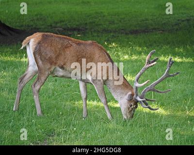 Rothirsch (Cervus elaphus) mit 12-Punkt-Geweihen als Teil einer großen Herde auf dem Landgut in Perthshire, Schottland, Großbritannien Stockfoto