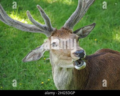 Rothirsch (Cervus elaphus) mit 12-Punkt-Geweihen als Teil einer großen Herde auf dem Landgut in Perthshire, Schottland, Großbritannien Stockfoto