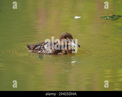 Jungente, getuftete Ente (Aythya fuligula) mit nassen Federn, die im trüben, grünen Wasser in Perthshire, Schottland, Großbritannien, mit Spiegelung schwimmen Stockfoto