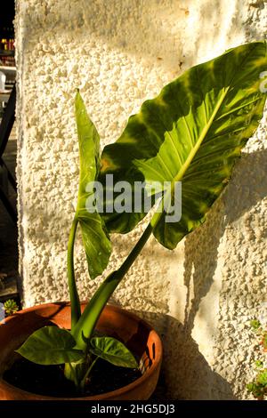 Schöne Colocasia Esculenta Pflanze im Garten in Spanien Stockfoto