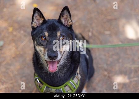 Headshot Portrait eines freundlichen, schwarz-braunen Shiba Inu Hundes, von oben gesehen und zur Kamera hinaufschauend. Mit verschwommenem Waldboden im Hintergrund. Stockfoto