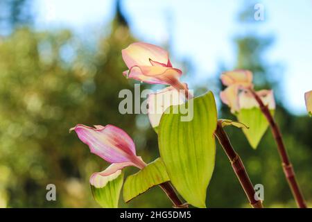 Schöne Tradescantia Fluminensis Pflanze im Garten in Spanien Stockfoto