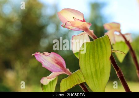 Schöne Tradescantia Fluminensis Pflanze im Garten in Spanien Stockfoto