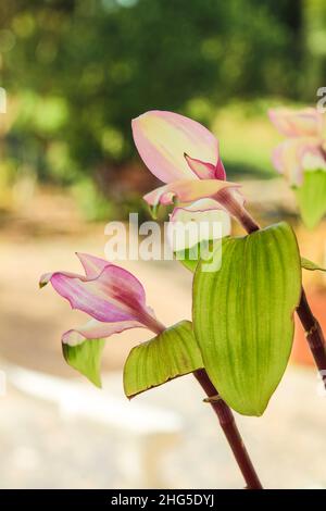 Schöne Tradescantia Fluminensis Pflanze im Garten in Spanien Stockfoto