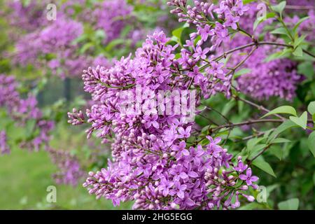 Violett lila Blumen Stockfoto