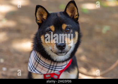 Herzerwärmendes Porträt eines schwarz-braunen Shiba Inu-Hundes mit einer Tartan-Bandana, der an einem sonnigen Tag vor einem verschwommenen Waldhintergrund sitzt. Stockfoto