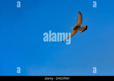 Der Zwergkestel ist eine Falkoniform-Vogelart aus der Familie der Falconidae. Stockfoto