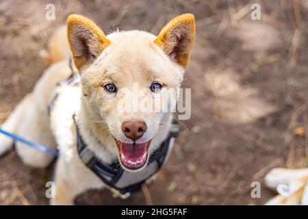 High-Angle-Kopfschuss eines jungen roten Shiba Inu Hundes. Der Welpe mit leichtem Mantel und spitzbübischer Expression wird aus nächster Nähe im Freien mit Geschirr gesehen. Stockfoto