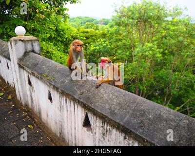 Mokeys in a Temple, Travel again Südostasien #Asien #authentisch #fernweh #slowtravel #stayinspired #DreamNowVisitLater #TravelAgain #Corona Stockfoto