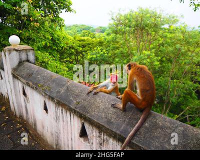 Mokeys in a Temple, Travel again Südostasien #Asien #authentisch #fernweh #slowtravel #stayinspired #DreamNowVisitLater #TravelAgain #Corona Stockfoto