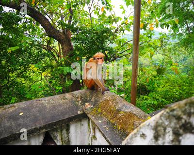 Mokeys in a Temple, Travel again Südostasien #Asien #authentisch #fernweh #slowtravel #stayinspired #DreamNowVisitLater #TravelAgain #Corona Stockfoto