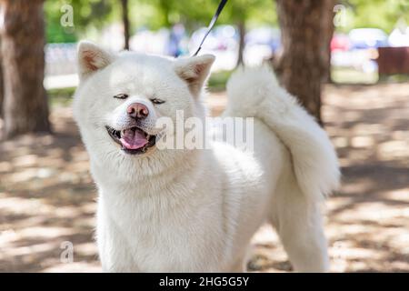 Nahaufnahme der entzückenden, flauschigen Creme Akita Inu, die am sonnigen Tag im Park mit verschwommenen Bäumen im Hintergrund steht und den Raum nach rechts kopiert. Stockfoto