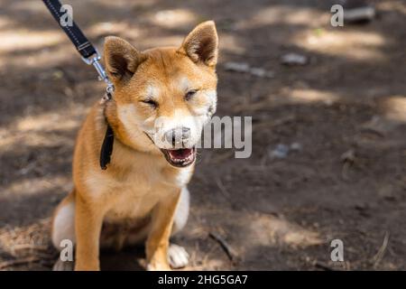 Nahaufnahme eines glücklichen roten Shiba Inu Welpen, lächelnd auf die Kamera, die im Park an einer Leine sitzt, mit Kopierraum rechts. Stockfoto