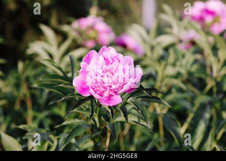 Tee im Landhausstil im Sommergarten im Dorf. Zwei Tassen heißen schwarzen Tee auf einem Holztablett und blühende rosa Pfingstrosen im Sonnenlicht. Stockfoto