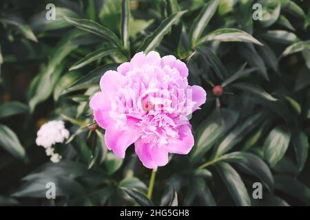 Tee im Landhausstil im Sommergarten im Dorf. Zwei Tassen heißen schwarzen Tee auf einem Holztablett und blühende rosa Pfingstrosen im Sonnenlicht. Stockfoto