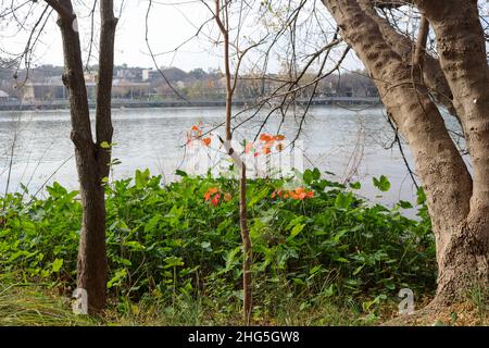 Herbst in Austin, Texas, aufgenommen auf dem Roy Ann Butler Trail im Stadtzentrum von Austin im Herbst mit Lady Bird Lake und Town Lake im Hintergrund. Stockfoto