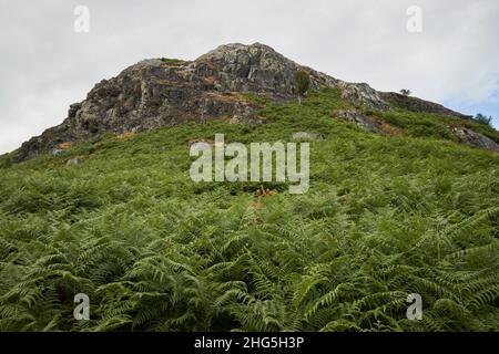 Blick durch Bergfarne auf den Gipfel des loughrigg Fell Lake District, cumbria, england, großbritannien Stockfoto