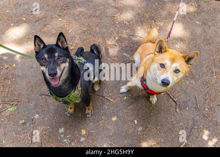 Ein Paar neugierige Shiba Inu-Hunde werden an der Leine gesehen, sitzen in einem Park und schauen auf die Kamera mit Kopieplatz oben und unten. Stockfoto