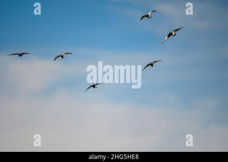 Die Felstaube oder Haustaube, ist eine Art kolumbiforme Vogel. Stockfoto