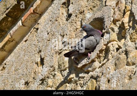 Die Felstaube oder Haustaube, ist eine Art kolumbiforme Vogel. Stockfoto