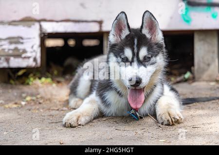 Bodenansicht eines jungen Husky-Hundes, der im Freien an der Leine liegt. Mittelgroßer Spitz-Welpe mit Blick auf die Kamera und Kopieplatz nach links. Stockfoto