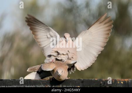 Türkisch Tortola oder Streptopelia decaocto, kolumbiform. Stockfoto