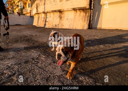 Ein Paar Bulldogs an einem sonnigen Nachmittag im Januar. Die Lage ist Salerno's East Side, in der Nähe eines Strandes. Stockfoto