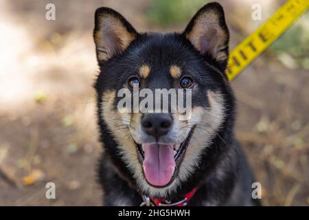 Nahaufnahme und Kopfschuss eines gesunden, schwarzen und braunen Shiba Inu-Hundes, der während eines Spaziergangs im Park sitzt. Beliebte Rasse von Spitz Hunde aus Japan. Stockfoto