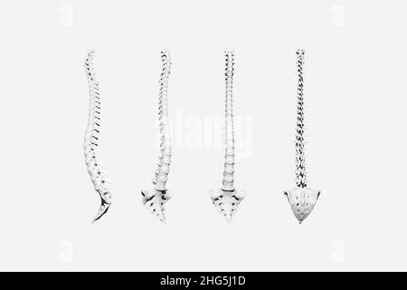 3D Darstellung der Wirbelsäule und des Kreuzbeins in verschiedenen Positionen Stockfoto