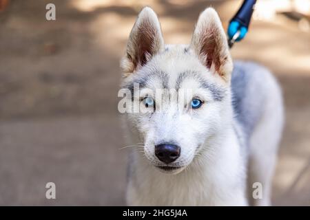 Nahaufnahme eines jungen sibirischen Husky in einer Leine, im Park mit markanten blauen Augen, die direkt zur Kamera schauen und den Platz links kopieren. Stockfoto