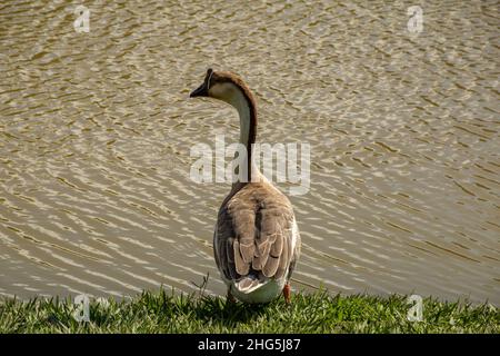 Goiania, Goias, Brasilien – 18. Januar 2021: Eine niedliche Gans am Seeufer im Stadtpark. Anser cygnoides. Stockfoto