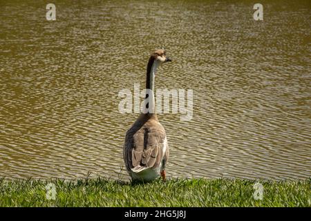 Goiania, Goias, Brasilien – 18. Januar 2021: Eine niedliche Gans am Seeufer im Stadtpark. Anser cygnoides. Stockfoto