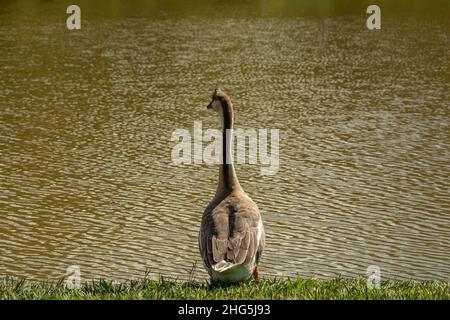 Goiania, Goias, Brasilien – 18. Januar 2021: Eine niedliche Gans am Seeufer im Stadtpark. Anser cygnoides. Stockfoto