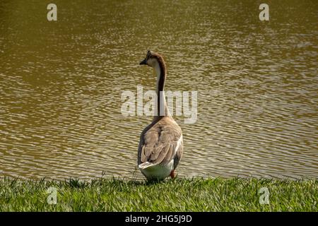 Goiania, Goias, Brasilien – 18. Januar 2021: Eine niedliche Gans am Seeufer im Stadtpark. Anser cygnoides. Stockfoto