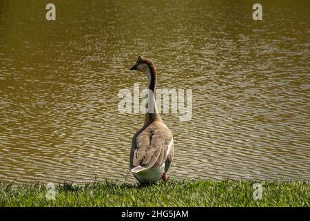 Goiania, Goias, Brasilien – 18. Januar 2021: Eine niedliche Gans am Seeufer im Stadtpark. Anser cygnoides. Stockfoto