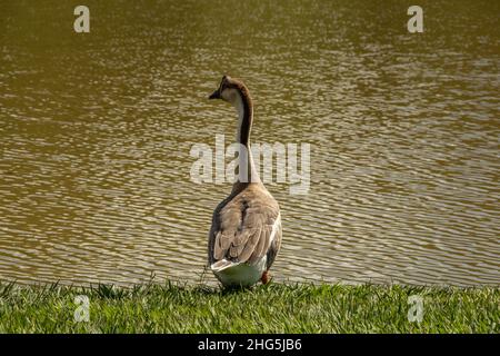 Goiania, Goias, Brasilien – 18. Januar 2021: Eine niedliche Gans am Seeufer im Stadtpark. Anser cygnoides. Stockfoto