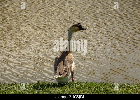 Goiania, Goias, Brasilien – 18. Januar 2021: Eine niedliche Gans am Seeufer im Stadtpark. Anser cygnoides. Stockfoto