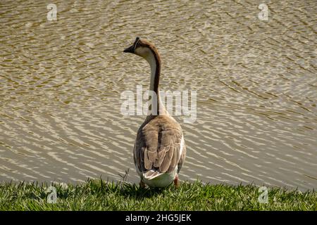 Goiania, Goias, Brasilien – 18. Januar 2021: Eine niedliche Gans am Seeufer im Stadtpark. Anser cygnoides. Stockfoto