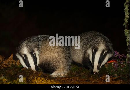 Dachse, Wissenschaftlicher Name: Meles Meles. Zwei wilde, europäische Dachse sammeln sich im Herbst mit violetter Heide und rotem Fliege-Agaric-Pilz. Nahaufnahme. Fac Stockfoto