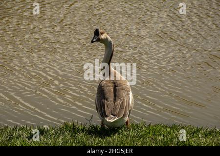 Goiania, Goias, Brasilien – 18. Januar 2021: Eine niedliche Gans am Seeufer im Stadtpark. Anser cygnoides. Stockfoto