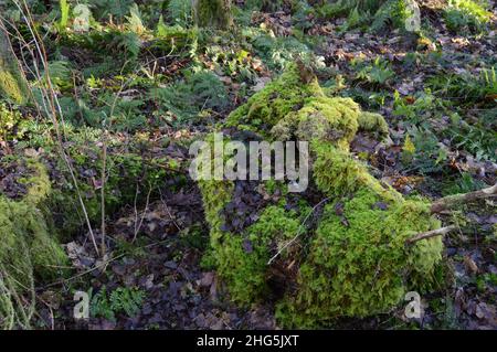 Boden aus altem Birkenwald, Magus Muir, Fife, Schottland Stockfoto