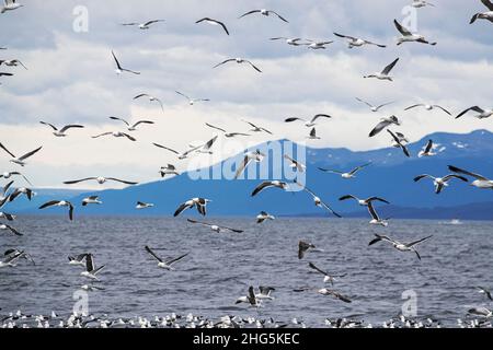 Hunderte von Seetang-Möwen, Larus dominicanus, fliegen über den Köderball in der Nähe von Ushuaia, Argentinien. Stockfoto